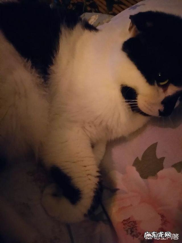 猫吃什么肉比较有营养?