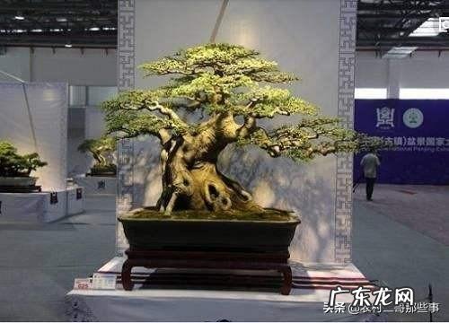 瓜子黄杨为什么在夏天会枯?