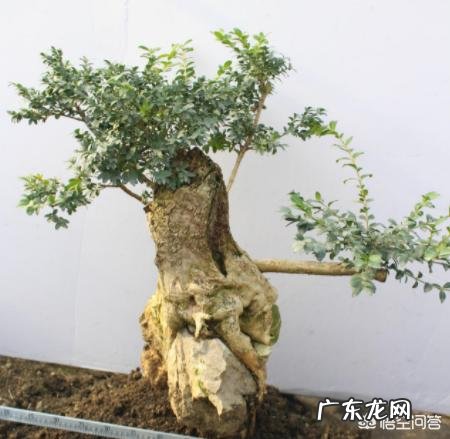 瓜子黄杨为什么在夏天会枯？