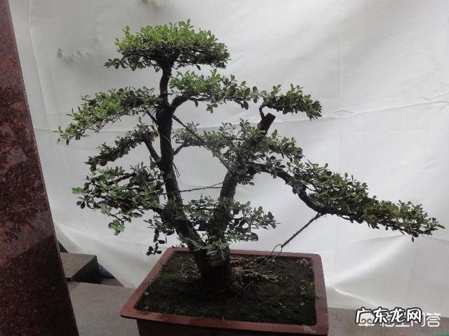 瓜子黄杨为什么在夏天会枯?