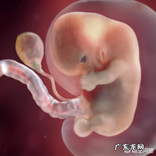 怀孕两个多月,胎儿为何会胎死腹中?