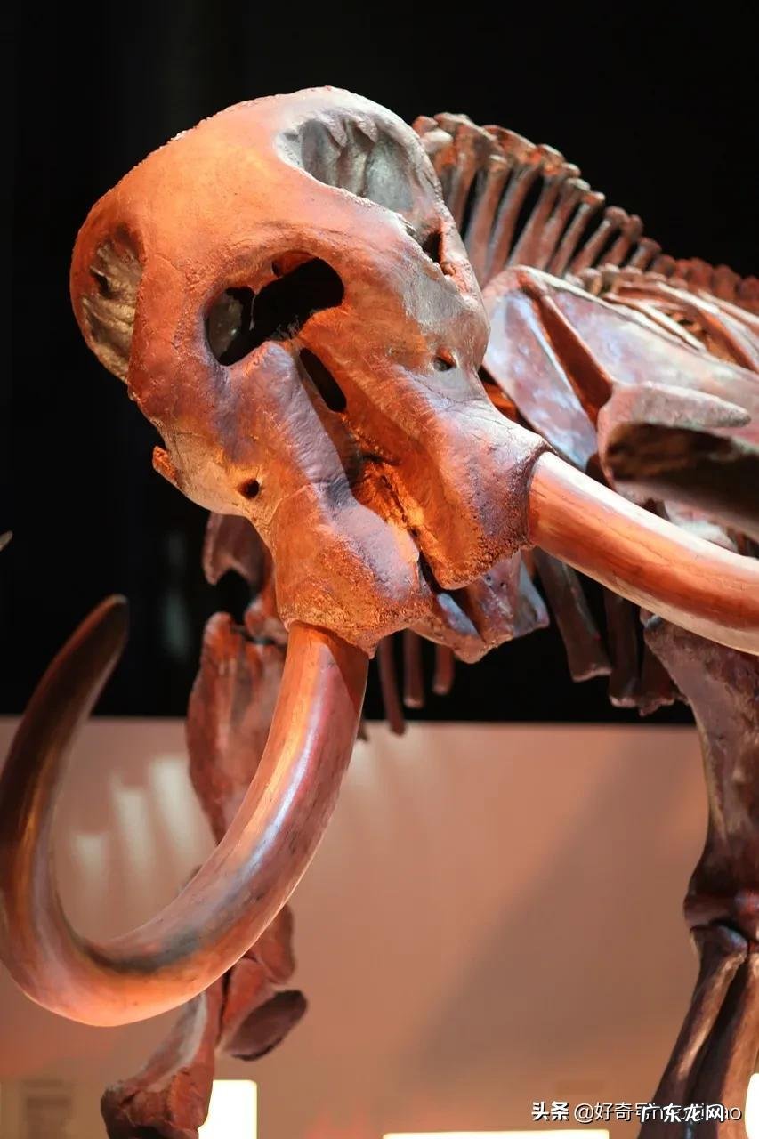 冰雪猛犸象怎么获得 重型冰雪猛犸象怎么获得