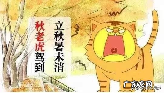 秋老虎也分公母的,今年秋老虎是公是母呢?