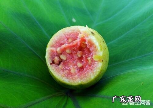 番石榴有什么营养价值?