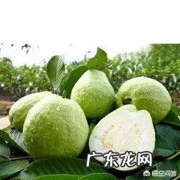 番石榴有什么营养价值?