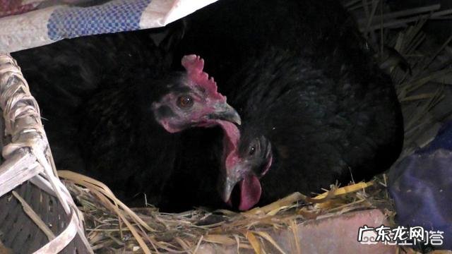 农村有种土鸡蛋是绿壳的,怎样才能和鸭蛋区分呢?