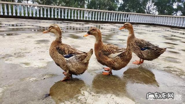 农村有种土鸡蛋是绿壳的,怎样才能和鸭蛋区分呢?