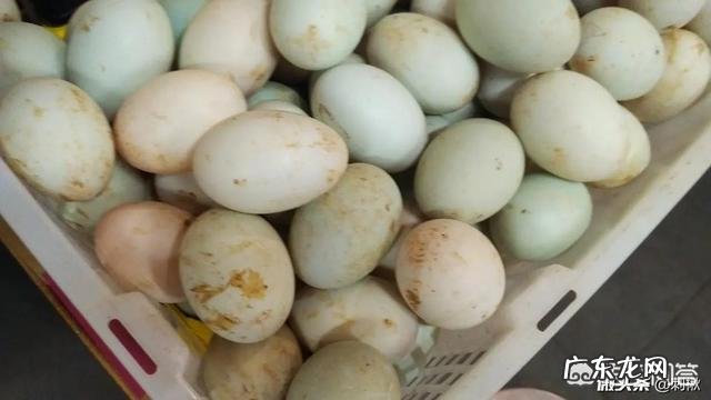 农村有种土鸡蛋是绿壳的,怎样才能和鸭蛋区分呢?
