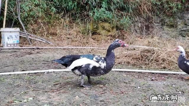 农村有种土鸡蛋是绿壳的,怎样才能和鸭蛋区分呢?