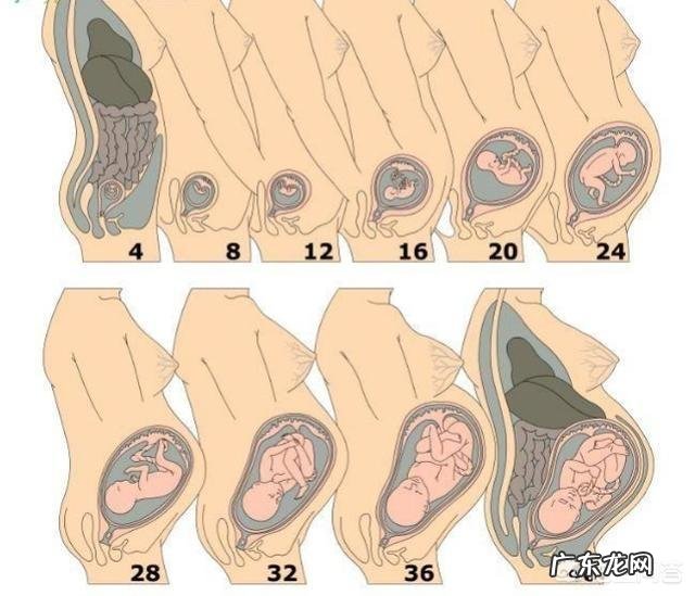 怀孕7个月宝宝是在什么位置的?怎么判断?