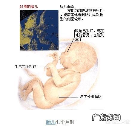 怀孕7个月宝宝是在什么位置的?怎么判断?