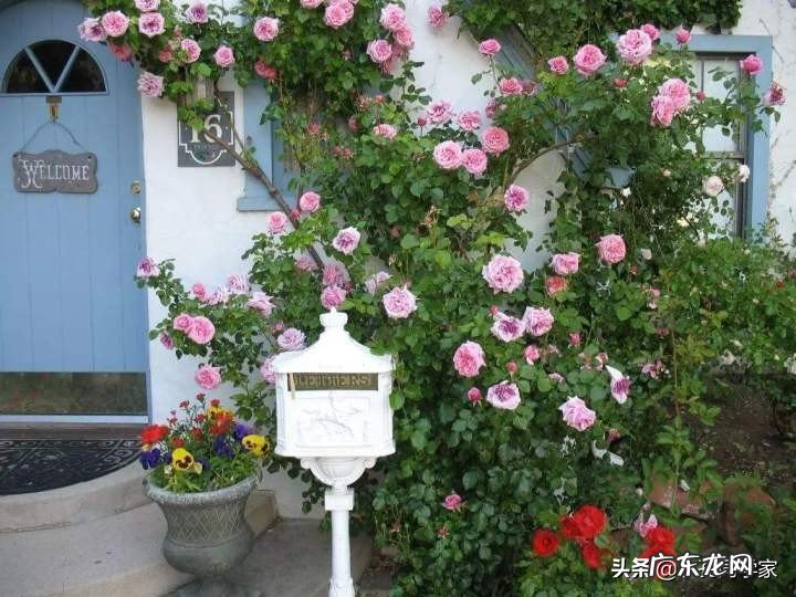 你知道吗为什么家里忌讳种蔷薇 家里阳台种蔷薇风水好