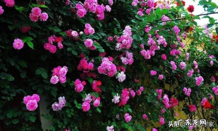 你知道吗为什么家里忌讳种蔷薇 家里阳台种蔷薇风水好