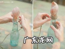 用贝壳做简易手工艺品 你值得收藏