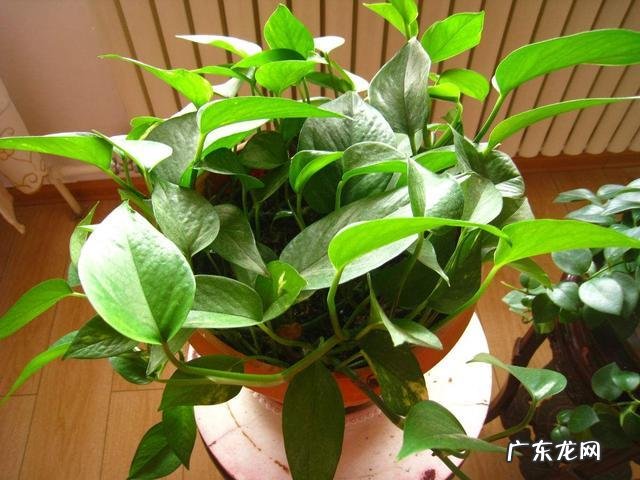 绿萝适合放在客厅的财位上吗 养绿萝在风水上有什么讲究