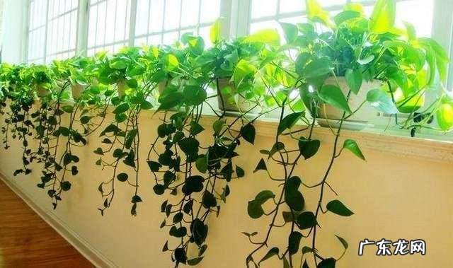 绿萝适合放在客厅的财位上吗 养绿萝在风水上有什么讲究