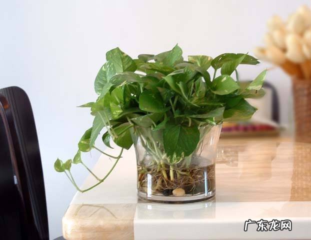 绿萝适合放在客厅的财位上吗 养绿萝在风水上有什么讲究