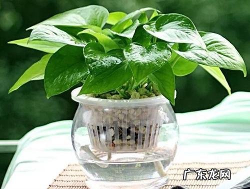 绿萝适合放在客厅的财位上吗 养绿萝在风水上有什么讲究