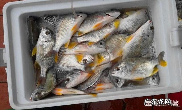 海中钓鱼用什么饵?