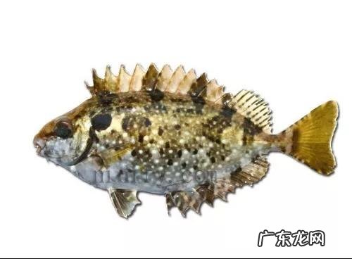 海中钓鱼用什么饵?