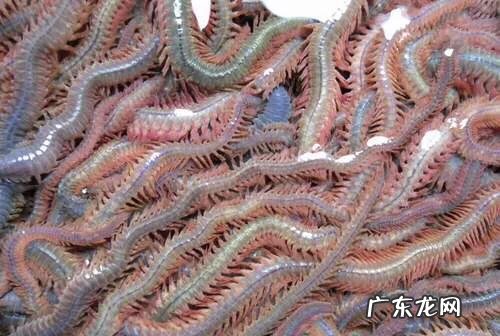 海中钓鱼用什么饵?