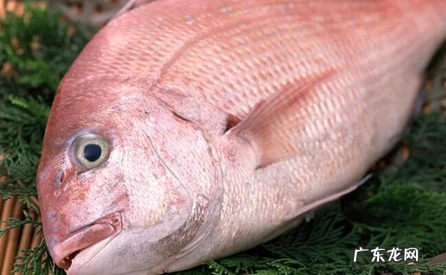 海中钓鱼用什么饵?