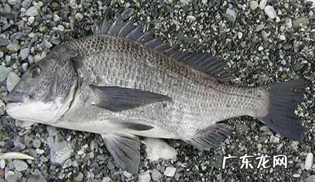 海中钓鱼用什么饵?