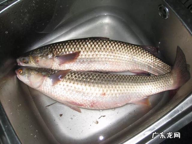 海中钓鱼用什么饵?