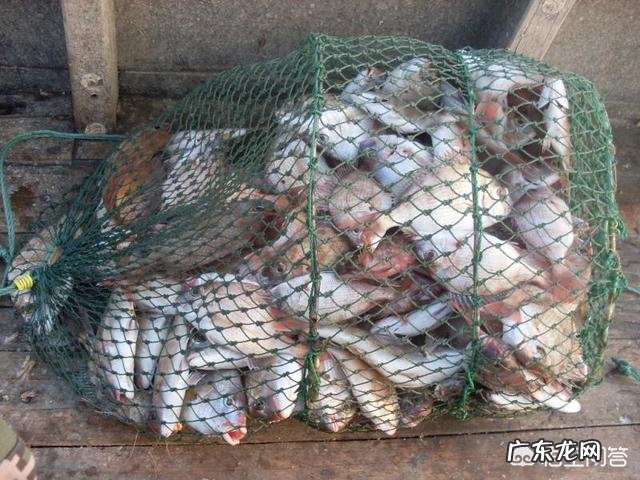 海中钓鱼用什么饵?