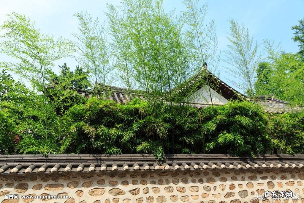 家门前种竹子好吗 阳宅风水门口有竹