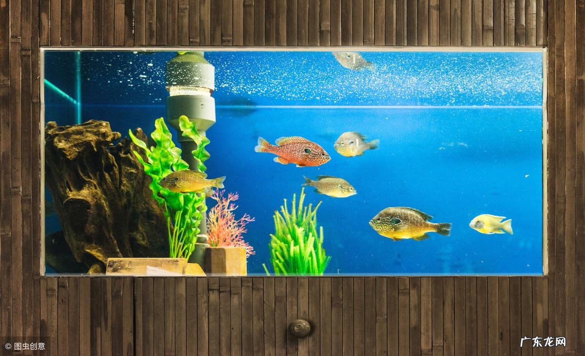 入门鱼缸风水 鱼缸养鱼风水