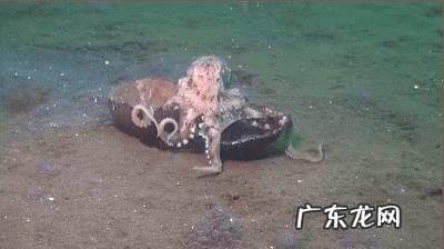 哪些动物能够“完美伪装”？你能识破吗？