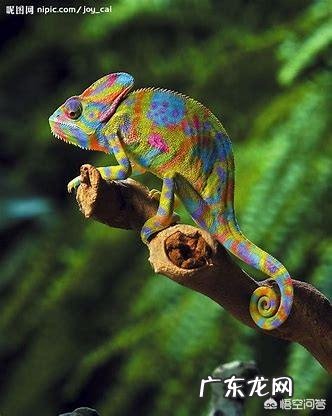 哪些动物能够“完美伪装”？你能识破吗？