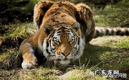 十只泰迪犬和藏獒搏斗,藏獒可以坚持多久?为什么?