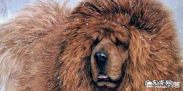 十只泰迪犬和藏獒搏斗,藏獒可以坚持多久?为什么?