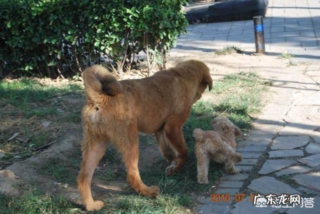 十只泰迪犬和藏獒搏斗,藏獒可以坚持多久?为什么?