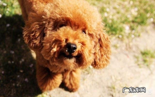 十只泰迪犬和藏獒搏斗,藏獒可以坚持多久?为什么?