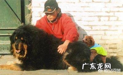 十只泰迪犬和藏獒搏斗,藏獒可以坚持多久?为什么?