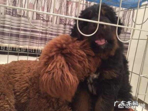 十只泰迪犬和藏獒搏斗,藏獒可以坚持多久?为什么?