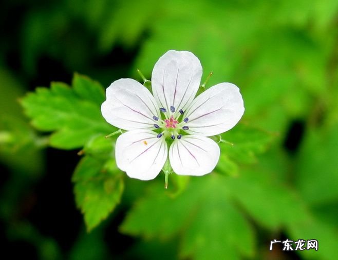 精选了茨威格的28个名句,一起进入这位小说大家的精神世界! 茨威格名言名句