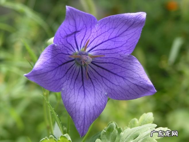 精选了茨威格的28个名句,一起进入这位小说大家的精神世界! 茨威格名言名句