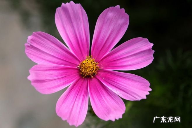 精选了茨威格的28个名句,一起进入这位小说大家的精神世界! 茨威格名言名句