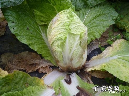 大白菜捆绑起来以后,要如何管理?
