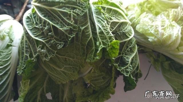 大白菜捆绑起来以后,要如何管理?