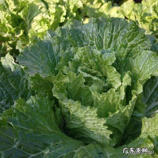 大白菜捆绑起来以后,要如何管理?