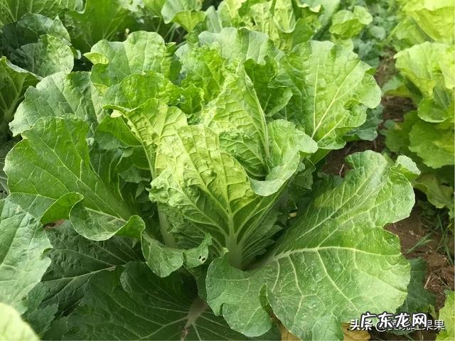 大白菜捆绑起来以后,要如何管理?