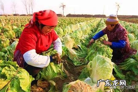 大白菜捆绑起来以后,要如何管理?