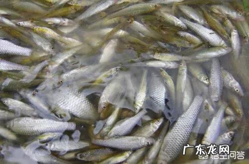 什么鱼的营养价值高?