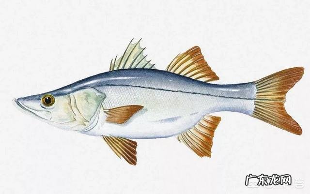什么鱼的营养价值高?