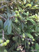 枇杷树该怎样种植？